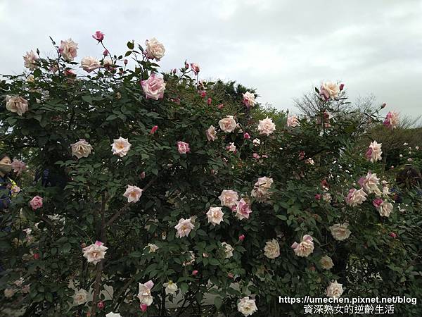 IMG_20210313_155331.jpg IMG_20210313_155331.jpg