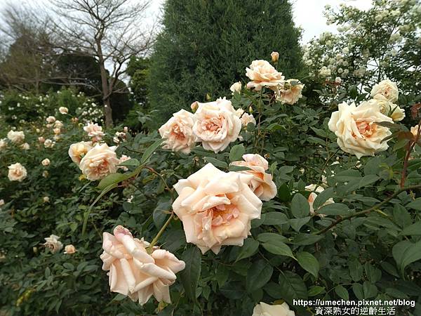 IMG_20210313_155916.jpg IMG_20210313_155916.jpg