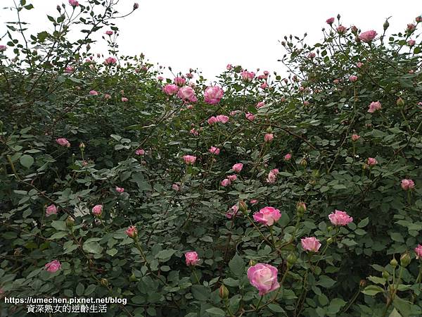 IMG_20210313_155650.jpg IMG_20210313_155650.jpg