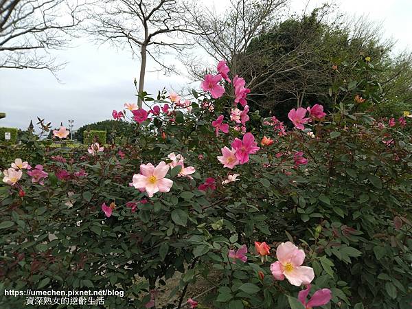 IMG_20210313_155741.jpg IMG_20210313_155741.jpg