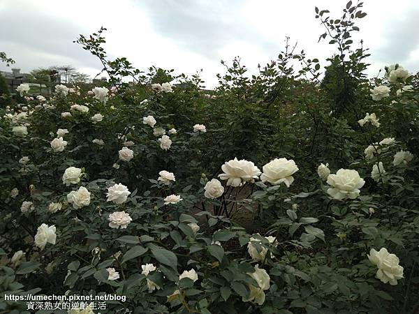 IMG_20210313_160110.jpg IMG_20210313_160110.jpg