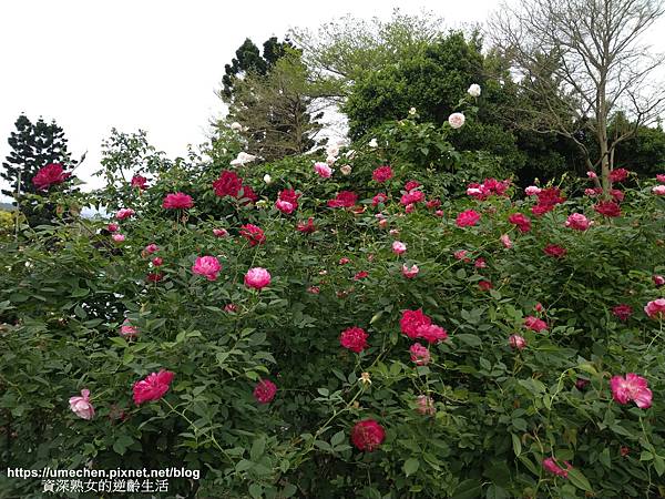 IMG_20210313_160542.jpg IMG_20210313_160542.jpg