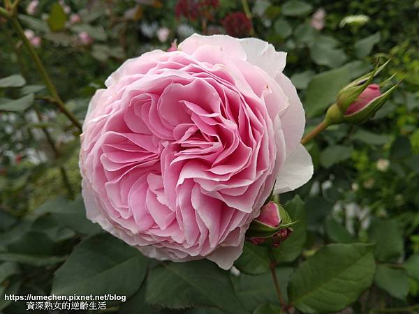 IMG_20210313_161517.jpg IMG_20210313_161517.jpg