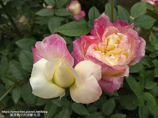 IMG_20210313_160814.jpg IMG_20210313_160814.jpg