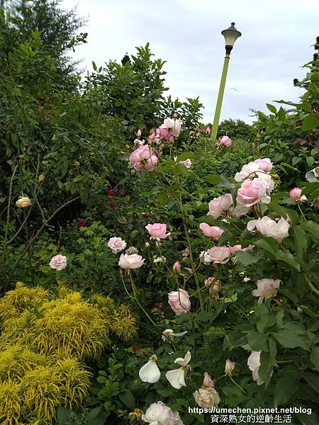 IMG_20210313_161504.jpg IMG_20210313_161504.jpg