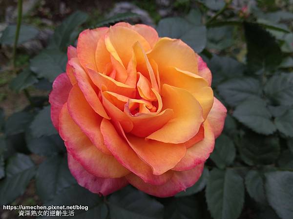 IMG_20210313_161959.jpg IMG_20210313_161959.jpg