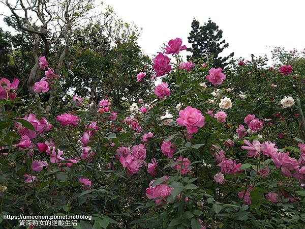 IMG_20210313_162058.jpg IMG_20210313_162058.jpg