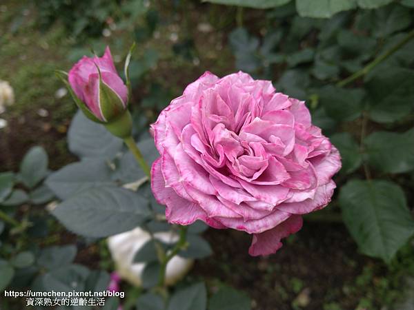 IMG_20210313_162140.jpg IMG_20210313_162140.jpg