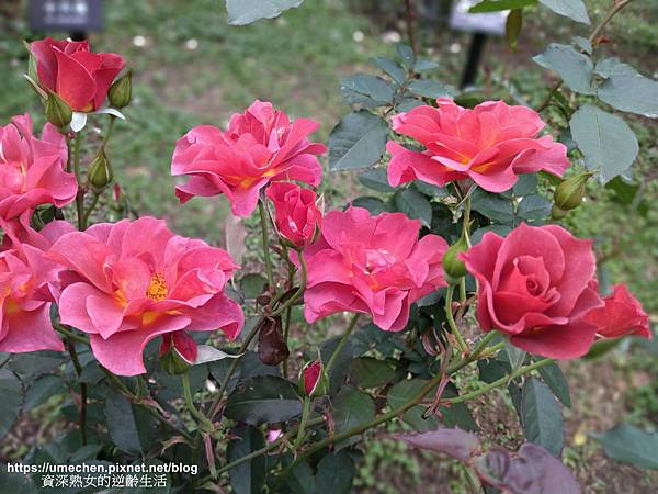 IMG_20210313_162445.jpg IMG_20210313_162445.jpg