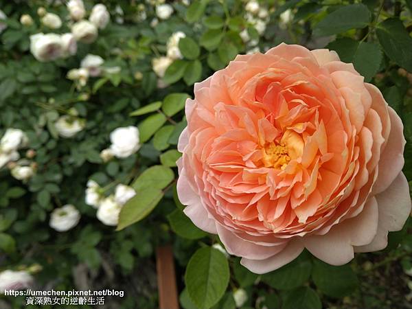 IMG_20210313_162732.jpg IMG_20210313_162732.jpg