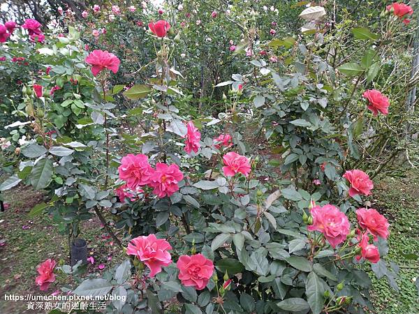 IMG_20210313_162407.jpg IMG_20210313_162407.jpg