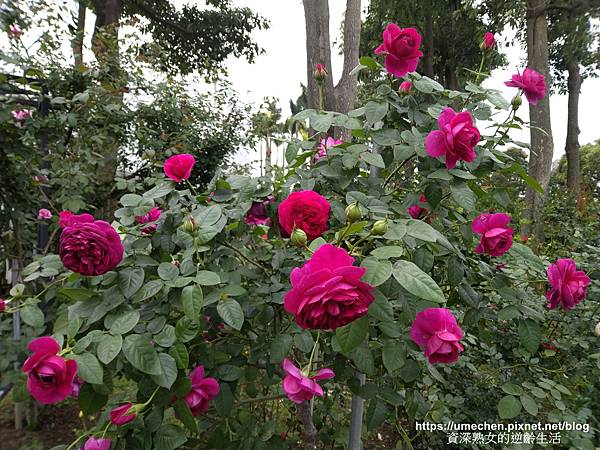 IMG_20210313_162646.jpg IMG_20210313_162646.jpg