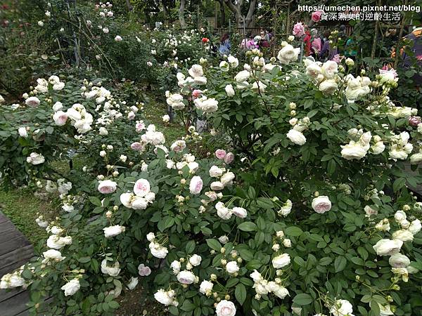 IMG_20210313_162740.jpg IMG_20210313_162740.jpg