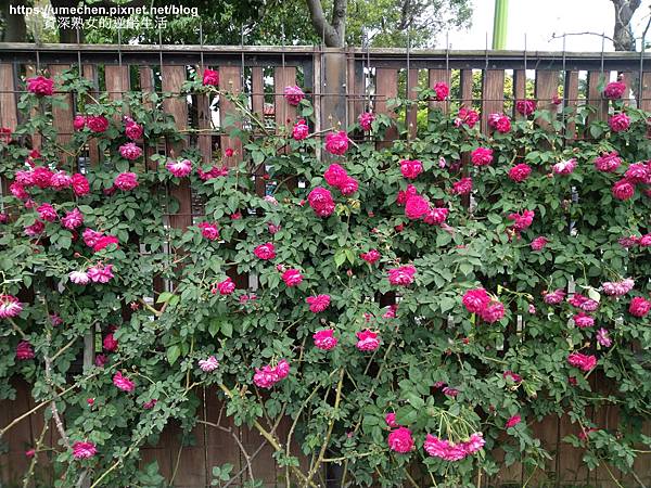 IMG_20210313_163004.jpg IMG_20210313_163004.jpg