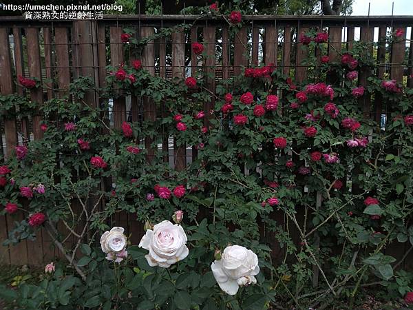 IMG_20210313_163054.jpg IMG_20210313_163054.jpg