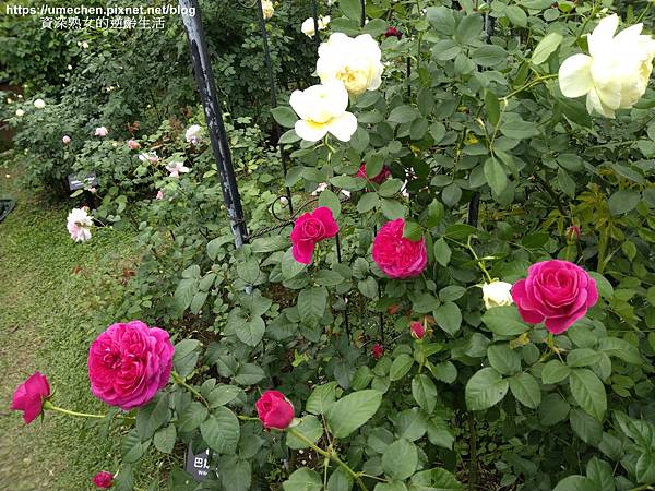 IMG_20210313_162804.jpg IMG_20210313_162804.jpg