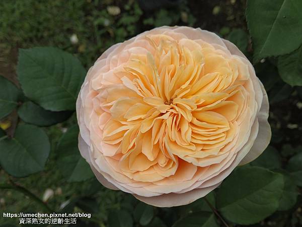 IMG_20210313_163157.jpg IMG_20210313_163157.jpg