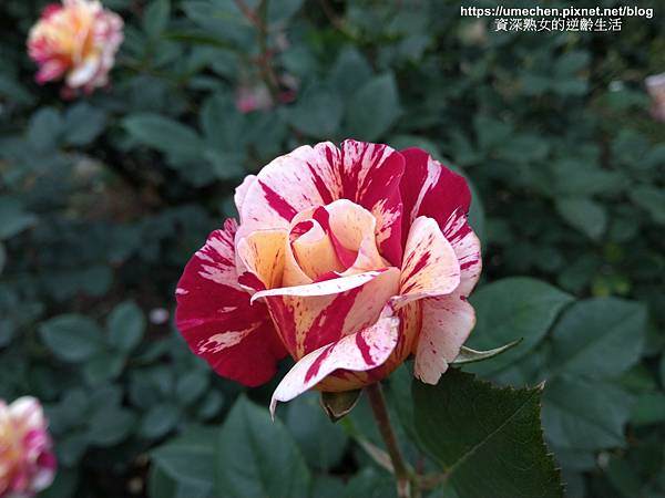 IMG_20210313_163302.jpg IMG_20210313_163302.jpg