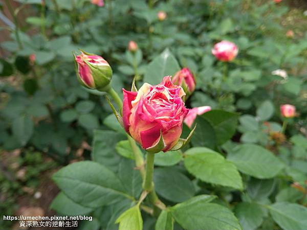 IMG_20210313_163234.jpg IMG_20210313_163234.jpg