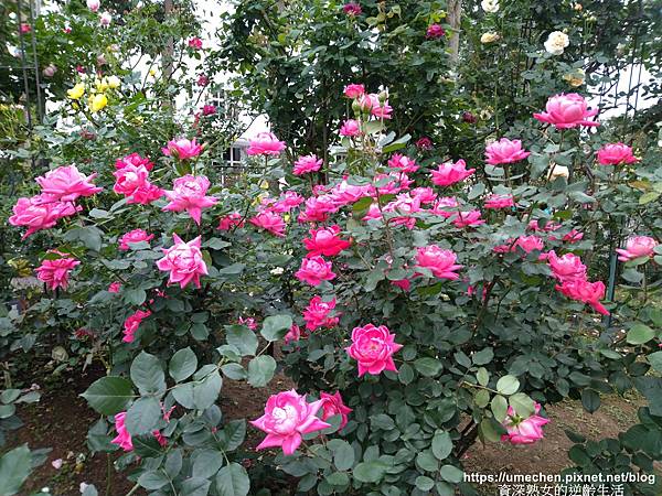 IMG_20210313_163336.jpg IMG_20210313_163336.jpg