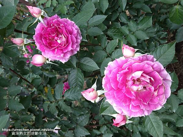 IMG_20210313_164127.jpg IMG_20210313_164127.jpg