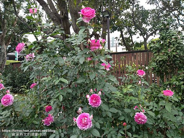 IMG_20210313_164226.jpg IMG_20210313_164226.jpg