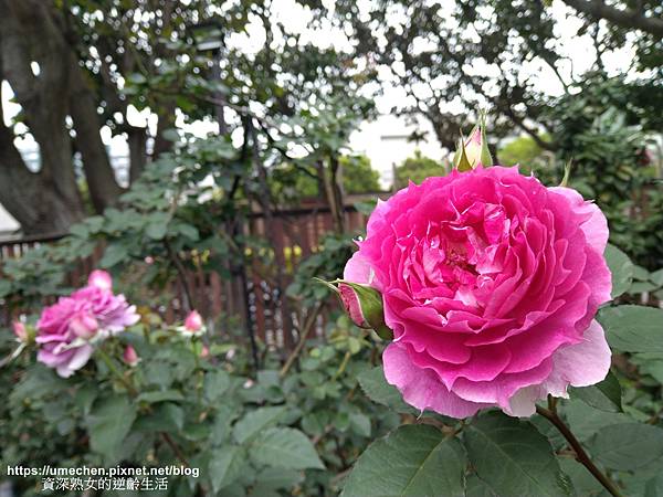 IMG_20210313_164251.jpg IMG_20210313_164251.jpg