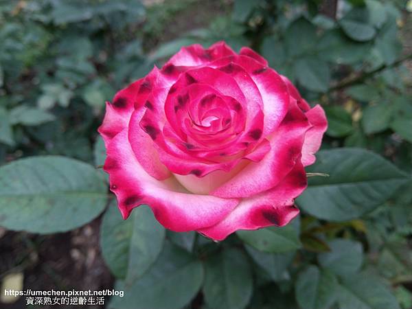 IMG_20210313_164311.jpg IMG_20210313_164311.jpg