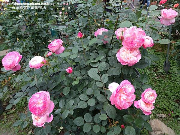 IMG_20210313_164531.jpg IMG_20210313_164531.jpg