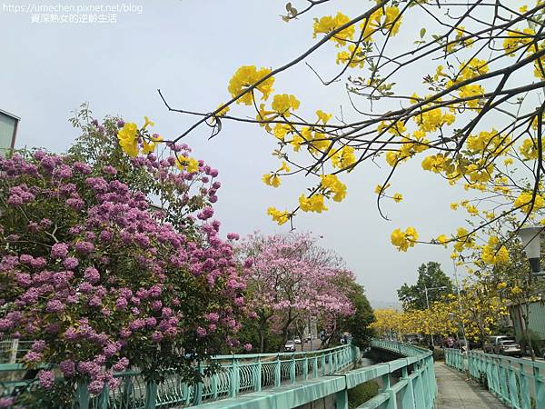 IMG_20220316_122447.jpg IMG_20220316_122447.jpg