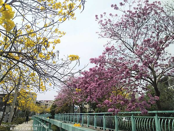 IMG_20220316_122727_1.jpg IMG_20220316_122727_1.jpg