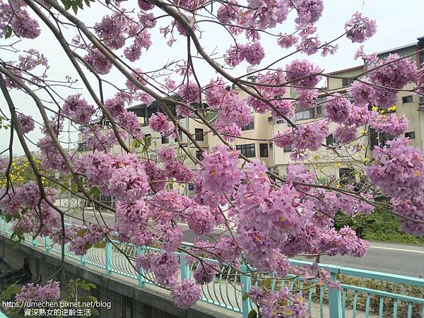 IMG_20220316_124617.jpg IMG_20220316_124617.jpg