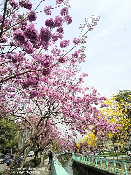 IMG_20220316_125232.jpg IMG_20220316_125232.jpg