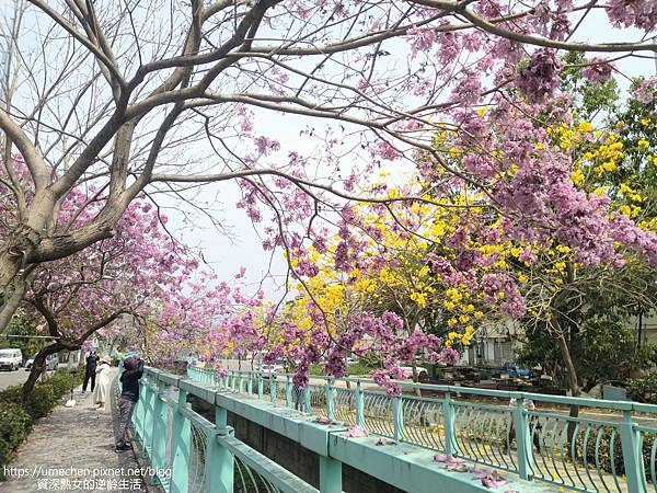 IMG_20220316_125216.jpg IMG_20220316_125216.jpg