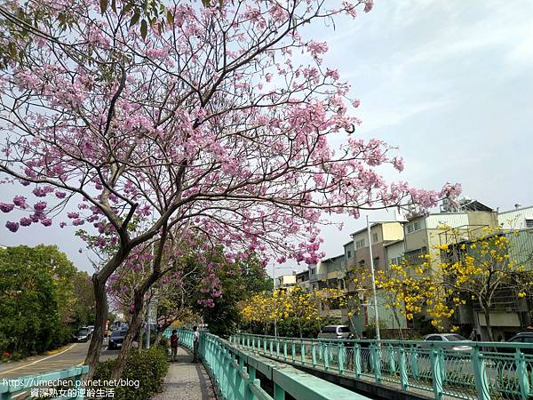 IMG_20220316_125408.jpg IMG_20220316_125408.jpg