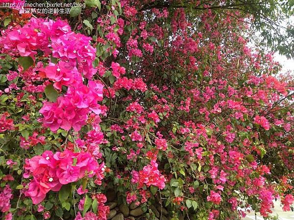 IMG_20220325_152846.jpg IMG_20220325_152846.jpg