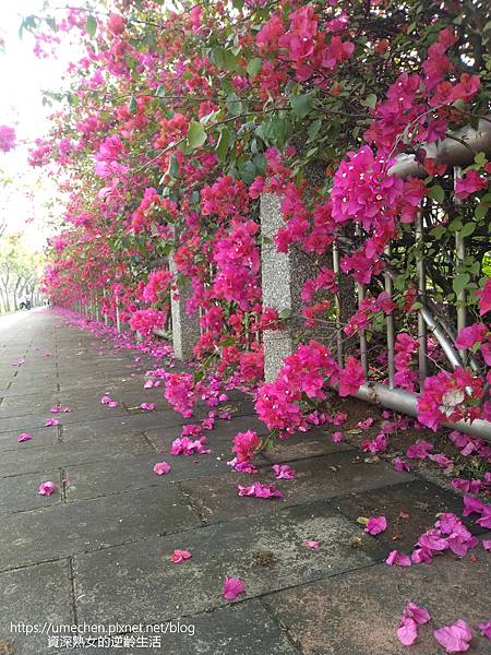 IMG_20220325_154907.jpg IMG_20220325_154907.jpg