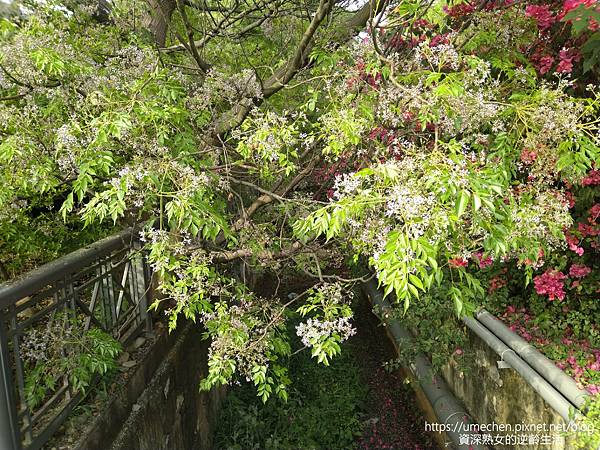 IMG_20220325_155509.jpg IMG_20220325_155509.jpg