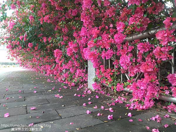 IMG_20220325_161522.jpg IMG_20220325_161522.jpg