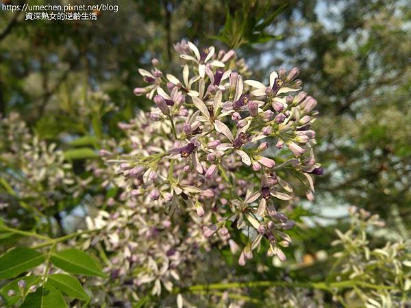 IMG_20220325_164845.jpg IMG_20220325_164845.jpg