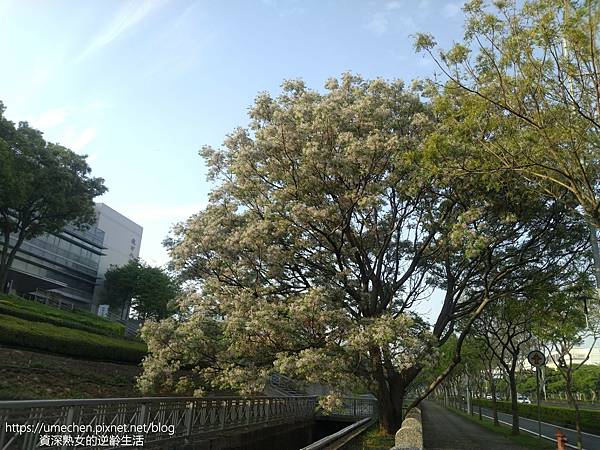 IMG_20220325_165024.jpg IMG_20220325_165024.jpg