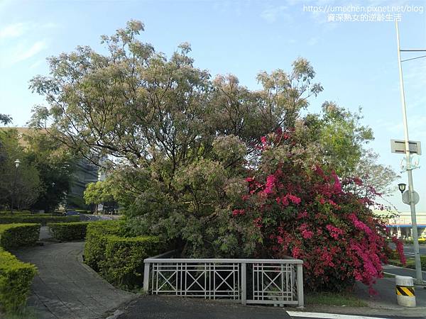 IMG_20220325_165221.jpg IMG_20220325_165221.jpg