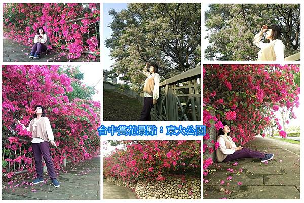 東大公園九重葛.jpg 東大公園九重葛.jpg