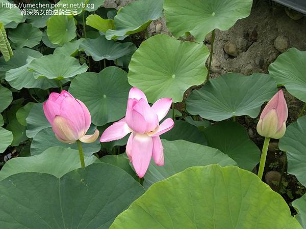 IMG_20220503_095014.jpg IMG_20220503_095014.jpg