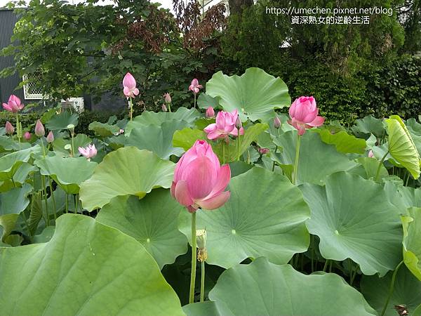 IMG_20220503_095259.jpg IMG_20220503_095259.jpg