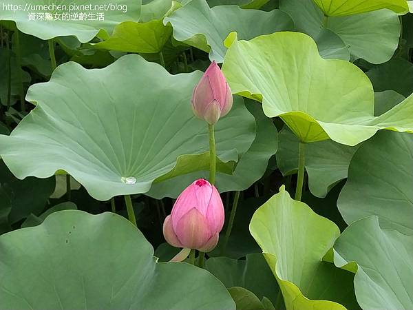 IMG_20220503_095655.jpg IMG_20220503_095655.jpg