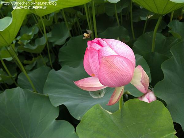 IMG_20220503_100214.jpg IMG_20220503_100214.jpg