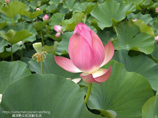 IMG_20220503_100212.jpg IMG_20220503_100212.jpg