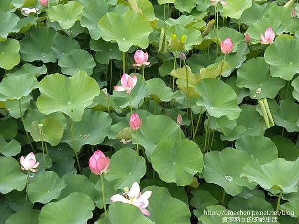 IMG_20220503_100120.jpg IMG_20220503_100120.jpg