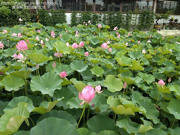 IMG_20220503_100514.jpg IMG_20220503_100514.jpg